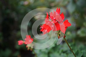 Pelargonium zonale `Fireworks Red-White` in a flower pot. Berlin, Germany