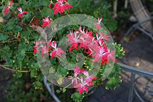 Pelargonium zonale `Fireworks Red-White` in a flower pot. Berlin, Germany