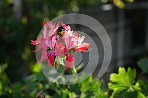 Pelargonium zonale `Fireworks Red-White` in a flower pot. Berlin, Germany