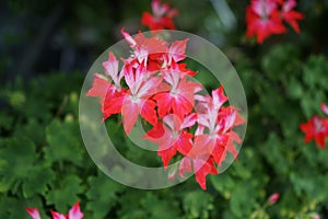 Pelargonium zonale `Fireworks Red-White` in a flower pot. Pelargonium zonale  is a species of Pelargonium. Berlin, Germany