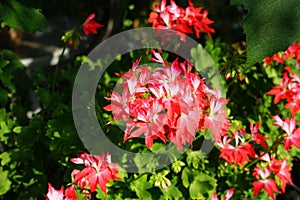 Pelargonium zonale `Fireworks Red-White` in a flower pot. Pelargonium zonale  is a species of Pelargonium. Berlin, Germany