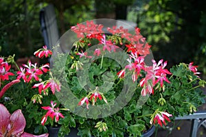 Pelargonium zonale, geranium, zonal geranium or zonal pelargonium,  is a species of Pelargonium in the geranium family. Berlin