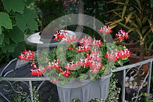 Pelargonium zonale, geranium, zonal geranium or zonal pelargonium,  is a species of Pelargonium in the geranium family. Berlin