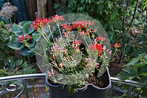 Pelargonium zonale, geranium, zonal geranium or zonal pelargonium,  is a species of Pelargonium in the geranium family. Berlin