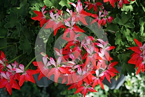 Pelargonium zonale, geranium, zonal geranium or zonal pelargonium,  is a species of Pelargonium in the geranium family. Berlin