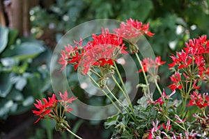 Pelargonium zonale, geranium, zonal geranium or zonal pelargonium,  is a species of Pelargonium in the geranium family. Berlin