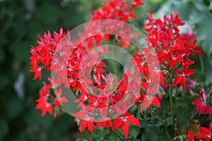 Pelargonium zonale, geranium, zonal geranium or zonal pelargonium,  is a species of Pelargonium in the geranium family. Berlin