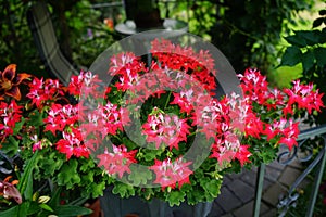 Pelargonium zonale, geranium, zonal geranium or zonal pelargonium,  is a species of Pelargonium in the geranium family. Berlin