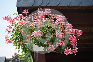 Pelargonium zonale, geranium, zonal geranium or zonal pelargonium,  is a species of Pelargonium in the geranium family. Berlin