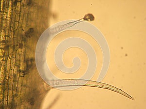 Ottico microscopia 