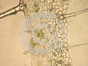 Pelargonium zonale - optical microscopy