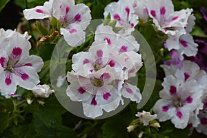 Pelargonium Zonale White-Pink