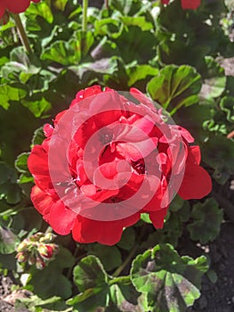 Pelargonium zonale, wildemalva