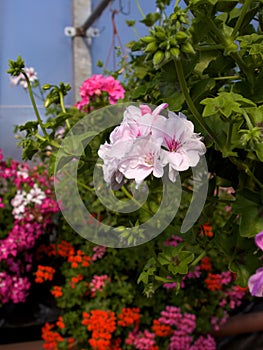 Pelargoniums rings