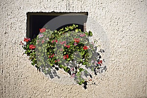 Pelargoniums in stable window