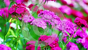 Pelargoniums with sun beam