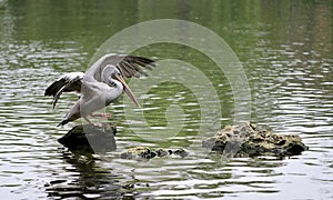 Pelecanus