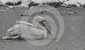 Pelican under the snow photo