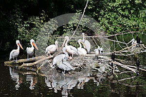Pelecanus crispus on a pond