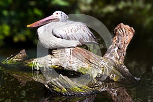 Pelecanus onocrotalus / The great white pelican, zoological garden, Troja district, Prague, Czech republic