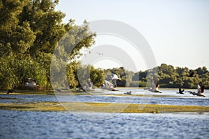 Pelecanus onocrotalus the natural environment, the Danube Delta