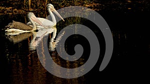 Pelecanus philippensis - Pair of Spot billed pelicans swimming on a serene lake