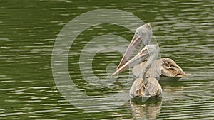 Pelecanus philippensis - Pair of Spot billed pelicans swimming on a serene lake