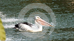 Pelecanus, a water bird that has a sac under its beak