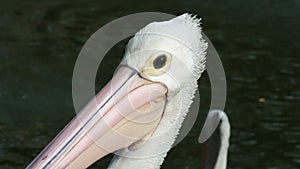 Pelecanus, a water bird that has a sac under its beak