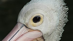 Pelecanus, a water bird that has a sac under its beak