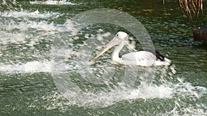 Pelecanus, a water bird that has a sac under its beak