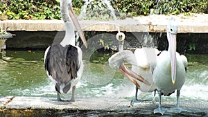 Pelecanus, a water bird that has a sac under its beak