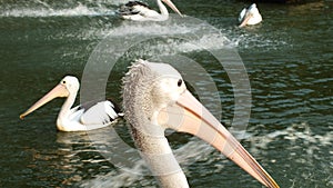 Pelecanus, a water bird that has a sac under its beak