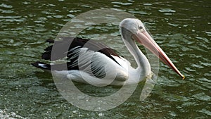 Pelecanus, a water bird that has a sac under its beak