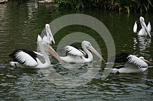 Pelecanus, a water bird that has a sac under its beak