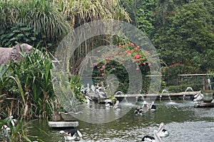 Pelecanus, a water bird that has a sac under its beak