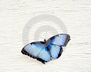 Peleide Blue Morpho Butterfly