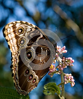 Peleides Blue Morpho