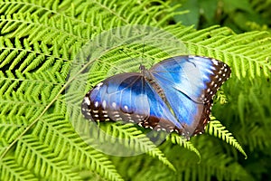 Peleides Blue Morpho