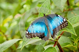 Peleides Blue Morpho