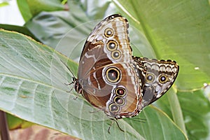 Peleides blue morpho butterflies in mating photo