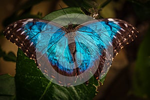 Peleides blue morpho butterfly