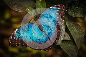 Peleides blue morpho butterfly