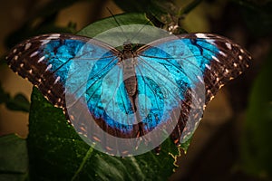 Peleides blue morpho butterfly photo