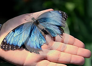 Peleides blue morpho