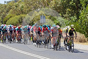 The Peleton on the final stage of Stage 3 of the Tour Down Under