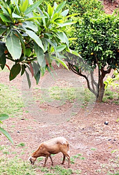 A pelibuey sheep in the garden