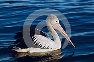 Pelican