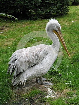 Pelican