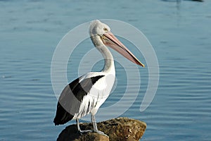 Pelican